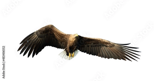 Fototapeta Adult White-tailed eagle in flight. Front view. Isolated on White background. Scientific name: Haliaeetus albicilla, also known as ern, erne, gray eagle, Eurasian sea eagle and white-tailed sea-eagle