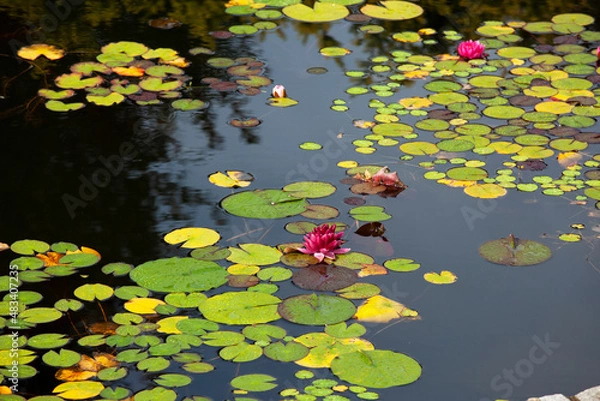 Fototapeta Water flowers 