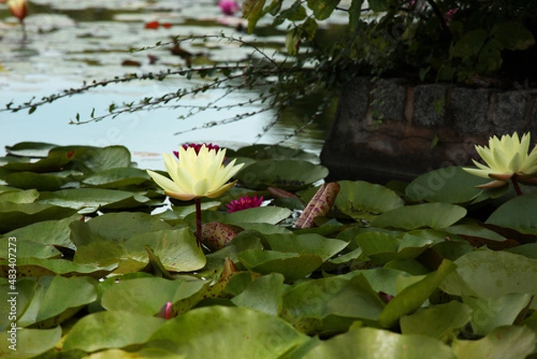 Fototapeta Water flowers