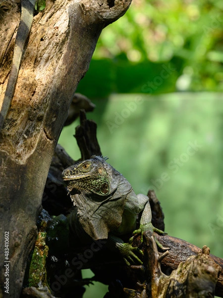 Fototapeta Green lizard on tree trunk. Reptilian in park terrarium