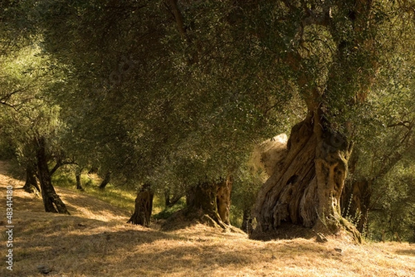 Fototapeta Old olive trees