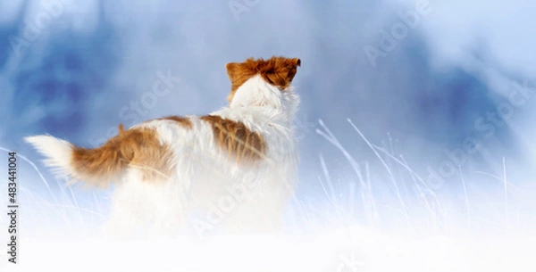 Fototapeta Happy healthy dog standing in the snowy winter grass on blue background, pet walking in the nature banner