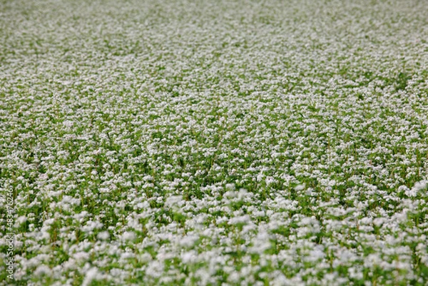 Obraz 하얀 메밀꽃밭 