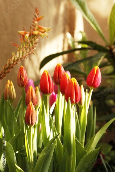 Fototapeta A tulip "big chief" with fresh green leaves in soft lighting on a blue background with space for your text. Dutch tulips bloom in the greenhouse in spring.