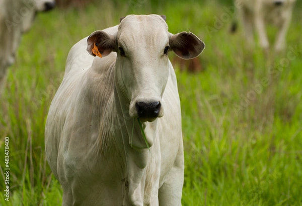 Obraz heier in the field