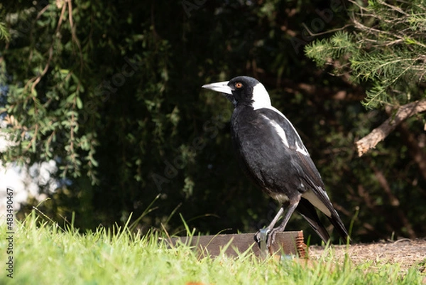 Fototapeta Portrait of Australian magpie on the ground