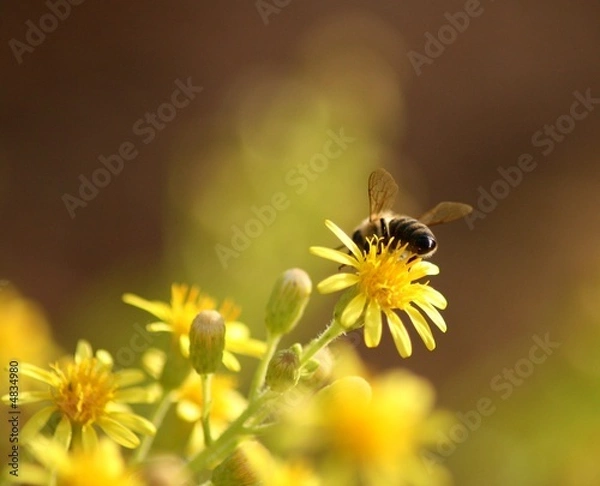 Obraz Biene im Paradies