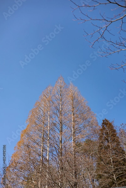 Obraz EOSRP.広島三段峡、空とトンガった木。