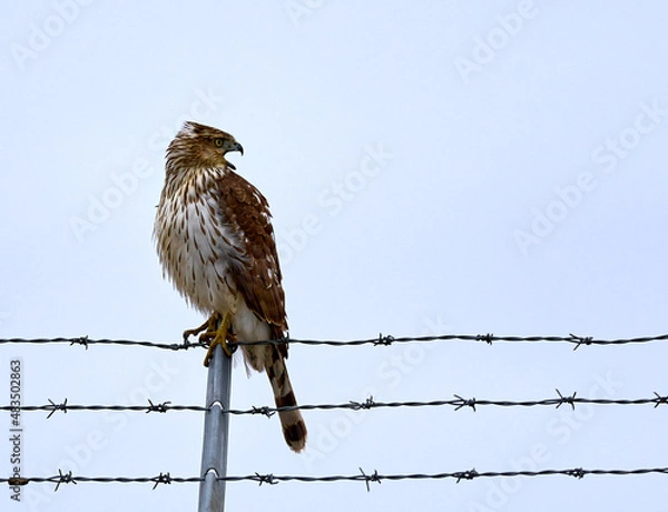 Obraz Red Tail Hawk with blue sky sitting on a fence.