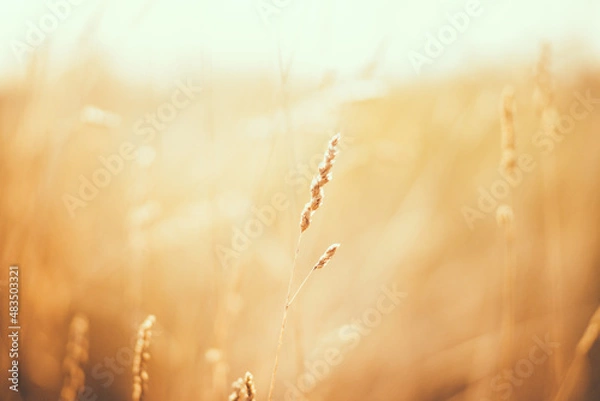 Fototapeta field of wheat