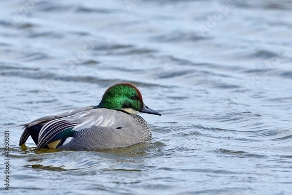 Fototapeta ブルーの水面をのんびりと泳ぐヨシガモ オス