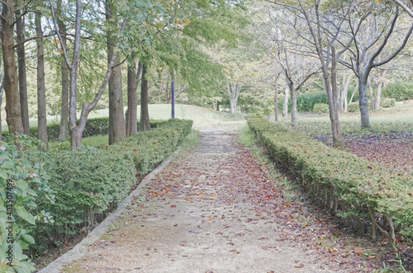 Fototapeta 公園の道