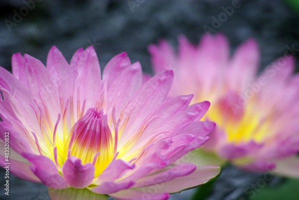 Obraz 睡蓮の花～日本の風景