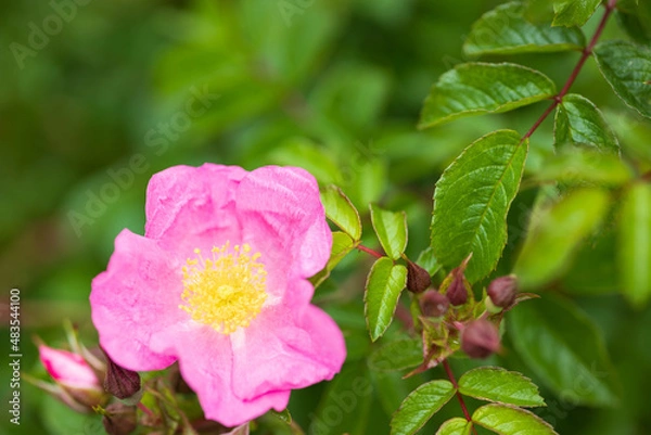 Fototapeta バラ max graf