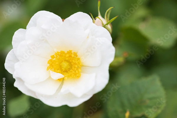 Fototapeta バラ alba semi-plena