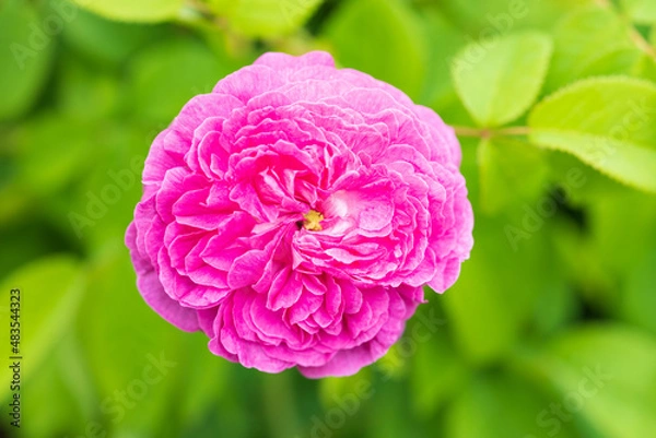 Fototapeta バラ duc de guiche