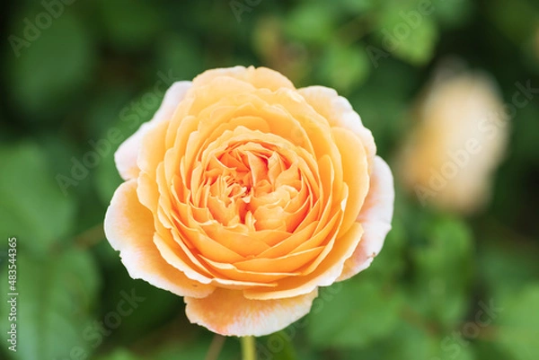 Fototapeta バラ Julia Child