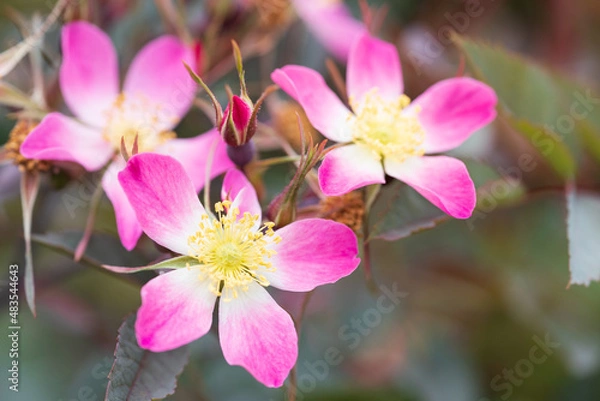 Fototapeta バラ rosa glauca