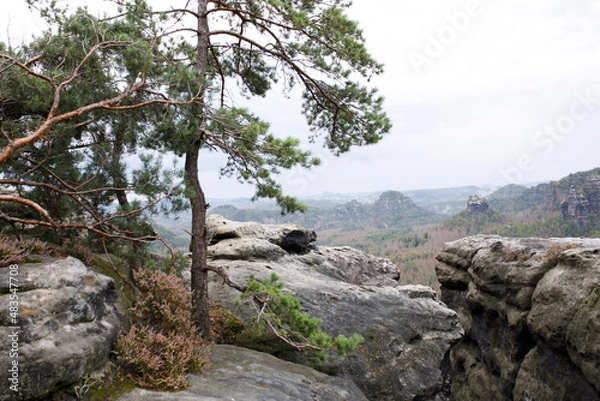 Fototapeta tree on the rocks
