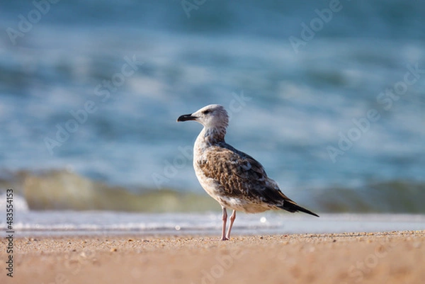 Fototapeta seagull on the beach. Seagull. Waterbird. Seabird. Shorebird.