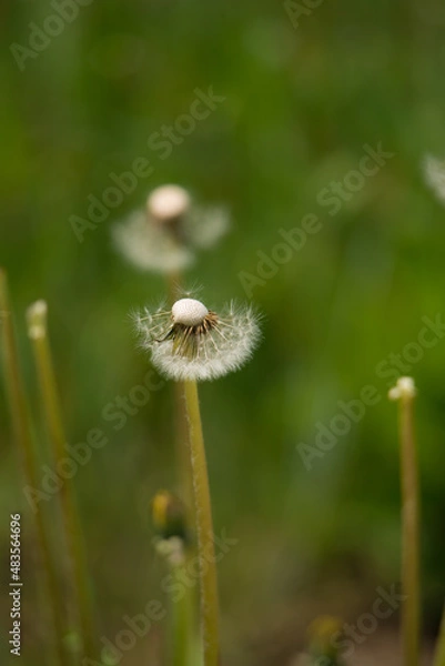 Obraz 식물 풀 풍경 잎사귀 꽃