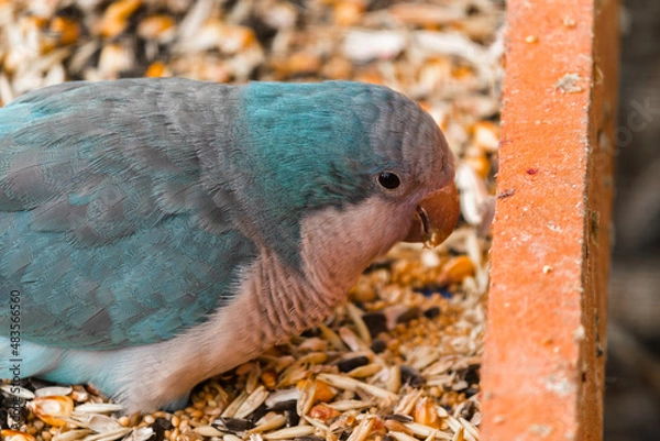 Obraz Monk blue parrot eats a pumpkin.