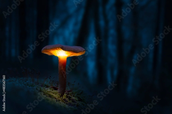 Obraz Light in the dark