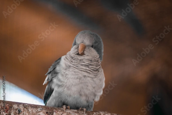 Obraz A fluffy blue monk parrot sits in an aviary. Satisfied parrot.