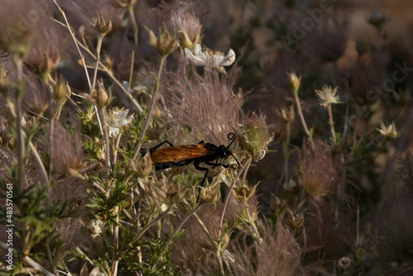 Fototapeta Tarantula Hawk on Apache Plume flower in high desert of Arizona near the Grand Canyon