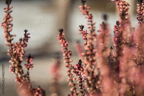 Fototapeta heather 4