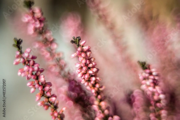 Fototapeta heather 3