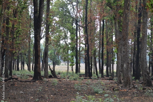 Obraz trees in the forest