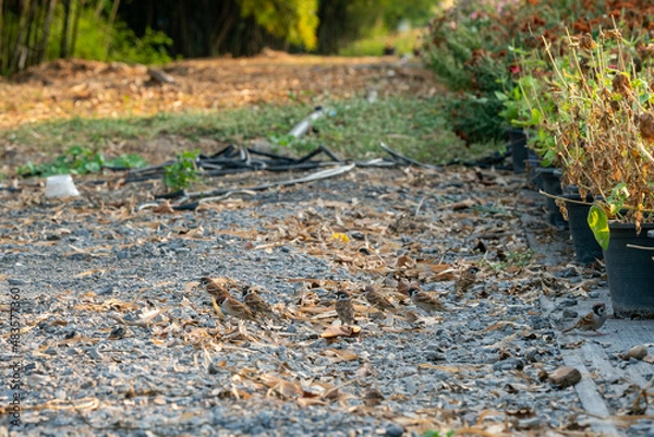 Fototapeta Flock of sparrows walking in the garden