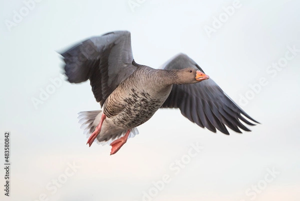 Obraz Greylag goose in flight