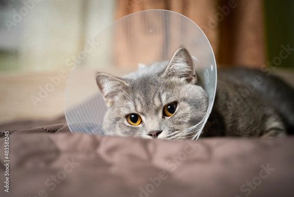 Fototapeta Gray Scottish straight-eared cat in a platsik veterinary collar after surgery lies sad at home on the couch. Exhausted British breed cat with vet Elizabethan collar to prevent licking wounds at home