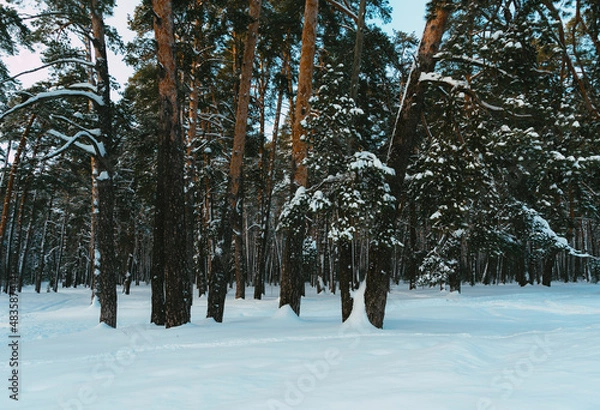 Fototapeta snow covered trees