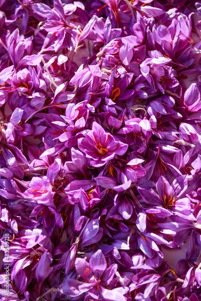 Obraz Saffron flowers background. Top view crocus flowers. Saffron Harvest. Purple background.