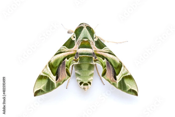 Fototapeta The Oleander Hawk Moth, or The Gardinia Hawk Moth. isolate on white background.