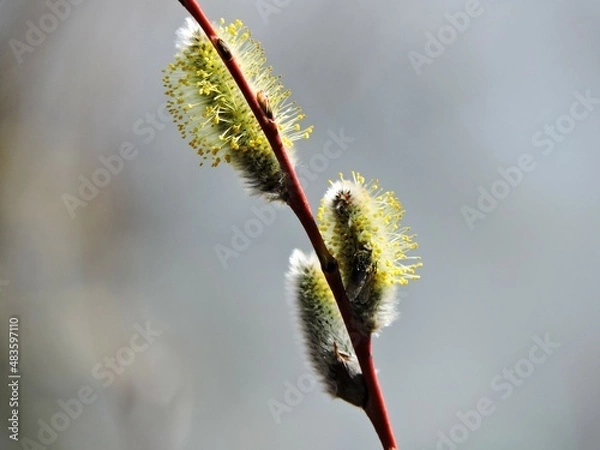 Obraz willow catkins in spring