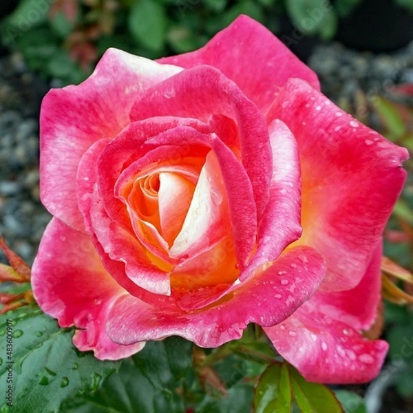 Obraz rose