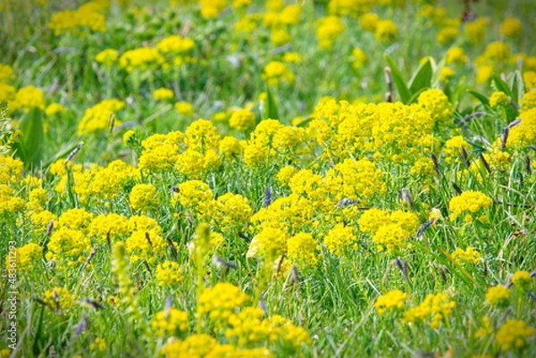 Obraz Spring flowers