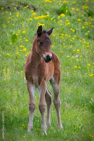 Obraz Baby horse