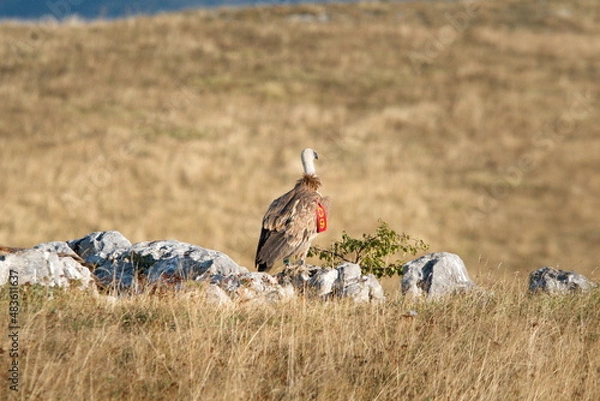 Obraz Griffon vulture