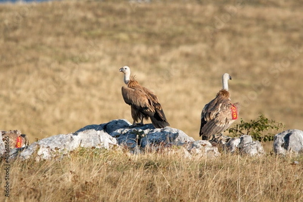 Obraz Griffon vultures