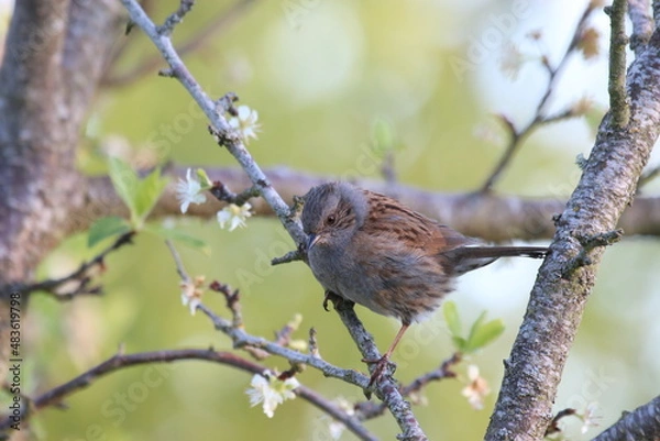 Obraz Accenteur mouchet, prunella modularis, Dunnock - 2021 04 23 0725 - Yonne 7591