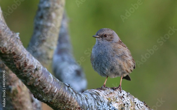 Obraz Accenteur mouchet, prunella modularis, Dunnock - 2021 04 23 0726 - Yonne 7604