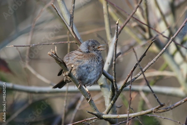 Obraz Accenteur mouchet, prunella modularis, Dunnock - 2022 01 15 1226 - Yonne 0155