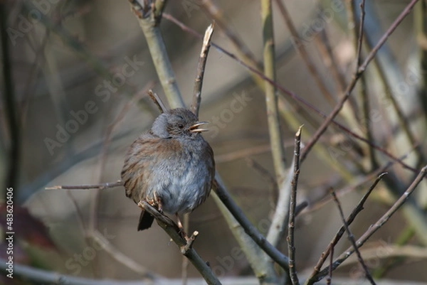 Obraz Accenteur mouchet, prunella modularis, Dunnock - 2022 01 15 1226 - Yonne 0174