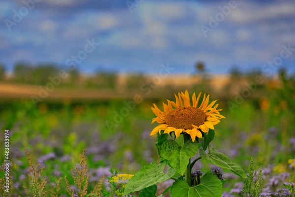 Obraz Sonnenblumenhimmel