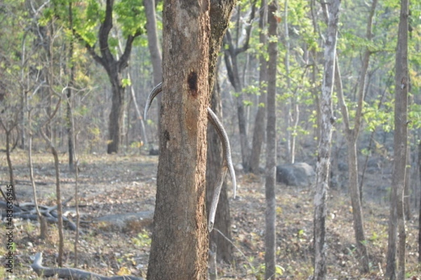Obraz tree in the forest